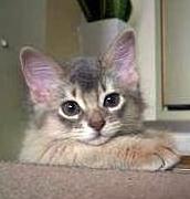 ６月１６日　お嫁入りが決まったミーシャ