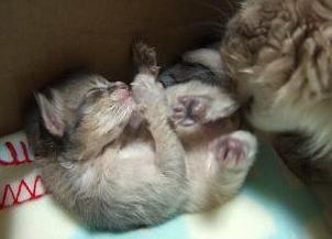 ふ～（＞∇＜）