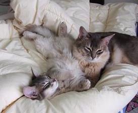 お兄ちゃんと、おネム♪