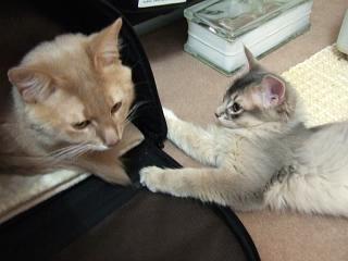 添い寝してくれ☆