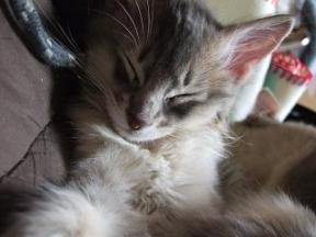 意味もなくチヨチヨあっぷ♪