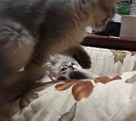 お兄ちゃんと戯れる（はぁと）