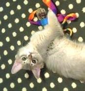 遊ぶシャイシャイ