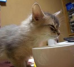 またもや悪戯ですか…