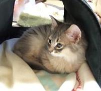 こちらがきん君