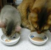 一緒にご飯･あれシャイズ