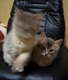 やっぱり眠いの