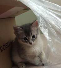 悪戯は楽しい！