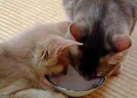 真似しん坊さん