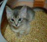 絶対くつろぎすぎよ、それは