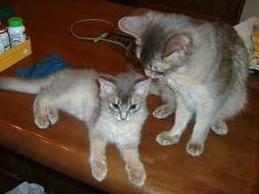 見守られているこちゅぶん