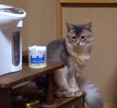 こつぶ・仔猫狙い！？