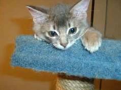 こちゅぶん、眠いよぅ