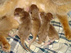 レッドの子だよ～♪