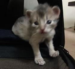 本当におじいちゃんのようになってしまった重千代