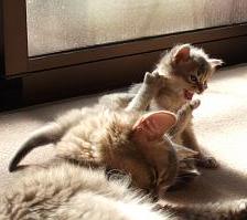 やんちゃな銀君！