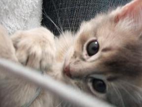 あんじゃこれ！？