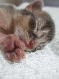 肉球（*´ω｀*）