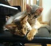 いたずらっ子れぐタン