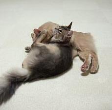 あぁ（＞＜）