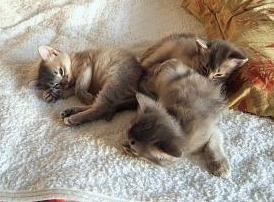 眠いのだ～ヽ( ´O｀)ゞﾌｧｰｧ