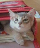 ランドセルれぐタン