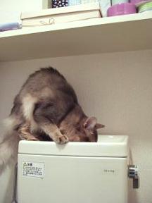 飲んでます！？