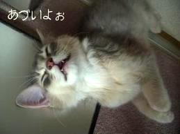 割り込むこちゅぶん