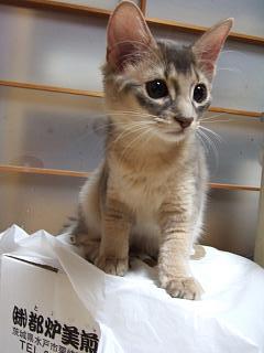 シャカシャカいうのが楽しいらしい