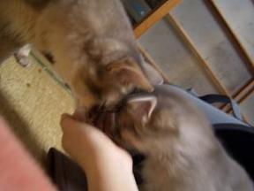 こつぶと重千代、仲良く鰹節を食らう。