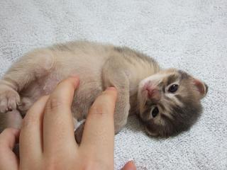 ウリウリ遊び♪