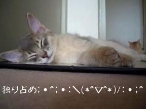 ぶん取るこちゅぶん