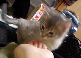 鰹節に興味津々