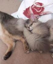 お兄ちゃんと添い寝ちゅう