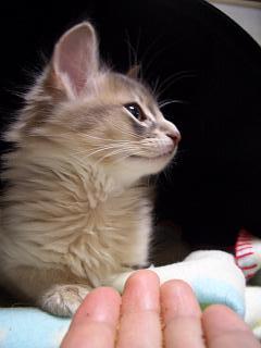 重千代・真央ちゃん狙い！？