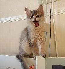 だから、あくびはさっき撮ったでしょって！？