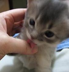 いっちょ前に、毛繕いをしてくれるきん君。