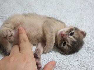 嫌じゃないみたいでしょ？