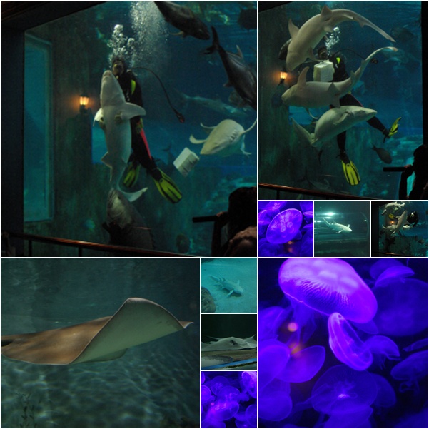 海底世界博物館２