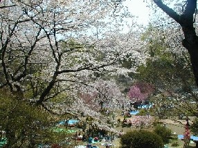 hanami8