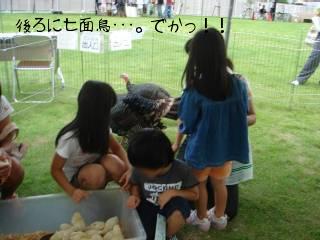 「ひよこ」と触れ合ってます（笑）