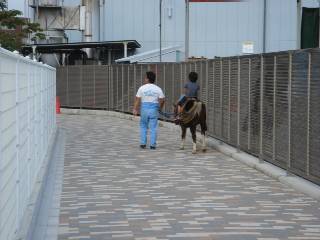 こちらは長男。ポニーに乗っている子たちはみんな微笑んでいました。
