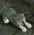 狼