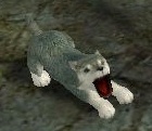 狼