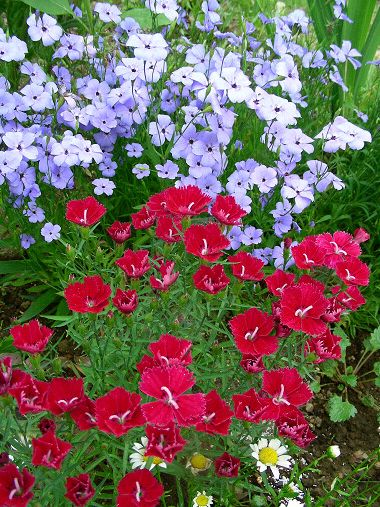 ナデシコとビスカリヤ