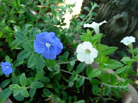 アメリカンブルーとペチュニア