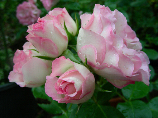 ストロベリーアイス