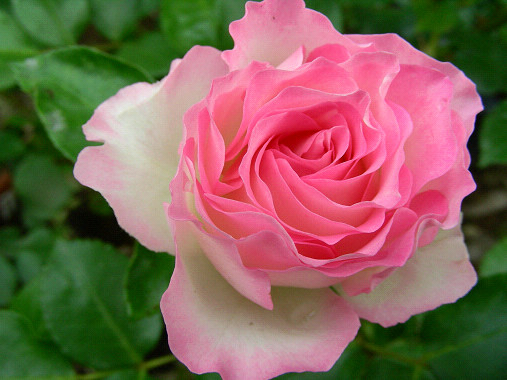 ストロベリーアイス