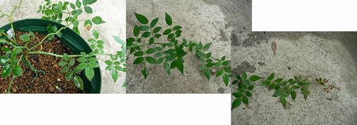 アルベリック・バルビエ