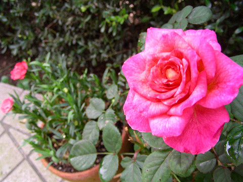 ヴィヴァーチェ